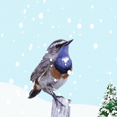 oiseaux
