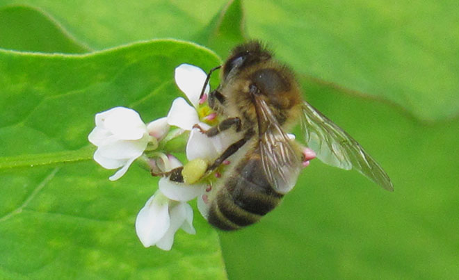 abeille