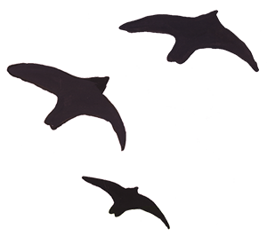 Oiseaux issus de l'affiche de Lire dans les parcs 2026